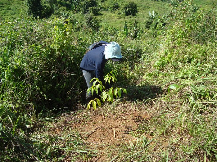 Maintenance of planted seedlings (2).JPG